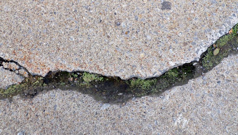 Riccia cavernosa